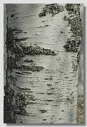 _DSC9557.JPG(159 KB)